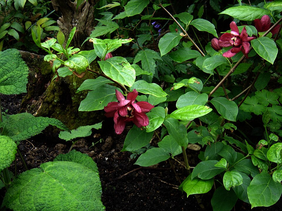 Calycanthus × raulstonii (Raulston's allspice) (alternate view 4)