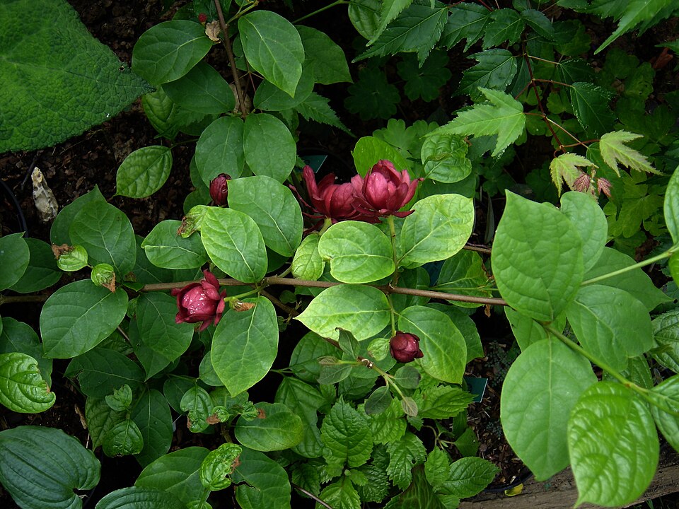 Calycanthus × raulstonii (Raulston's allspice) (alternate view 5)