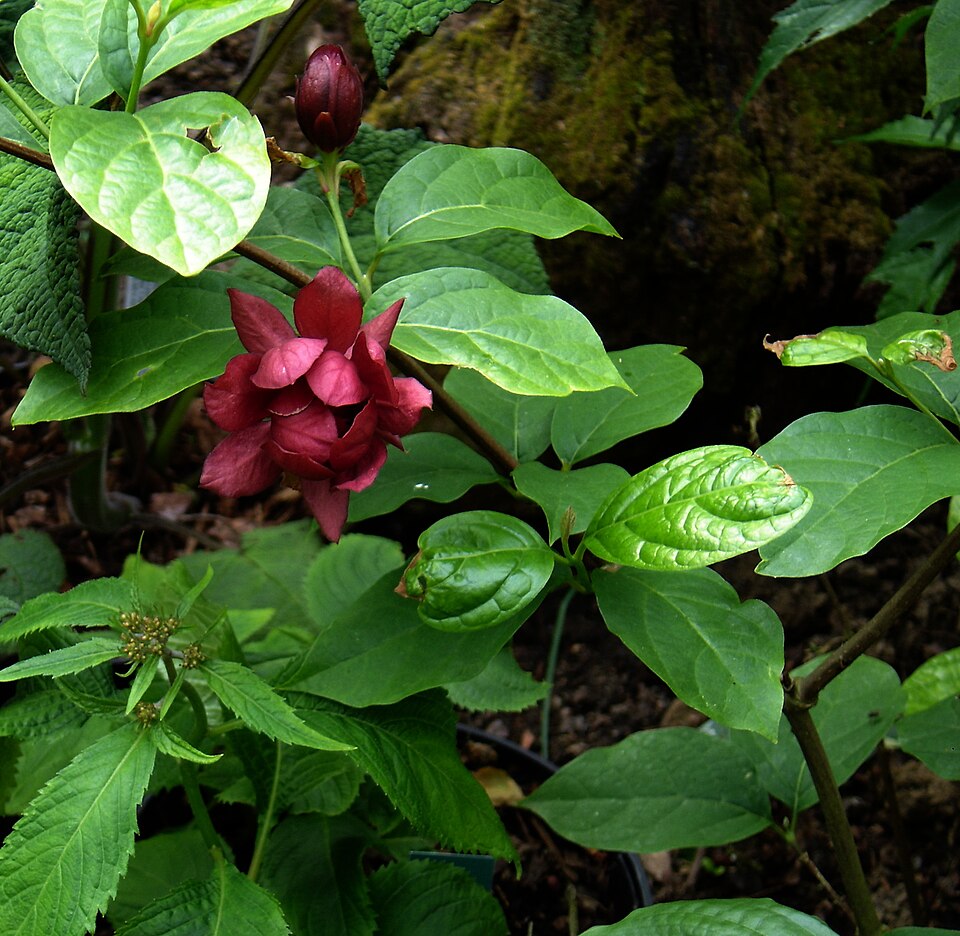 Calycanthus × raulstonii (Raulston's allspice) (alternate view 6)