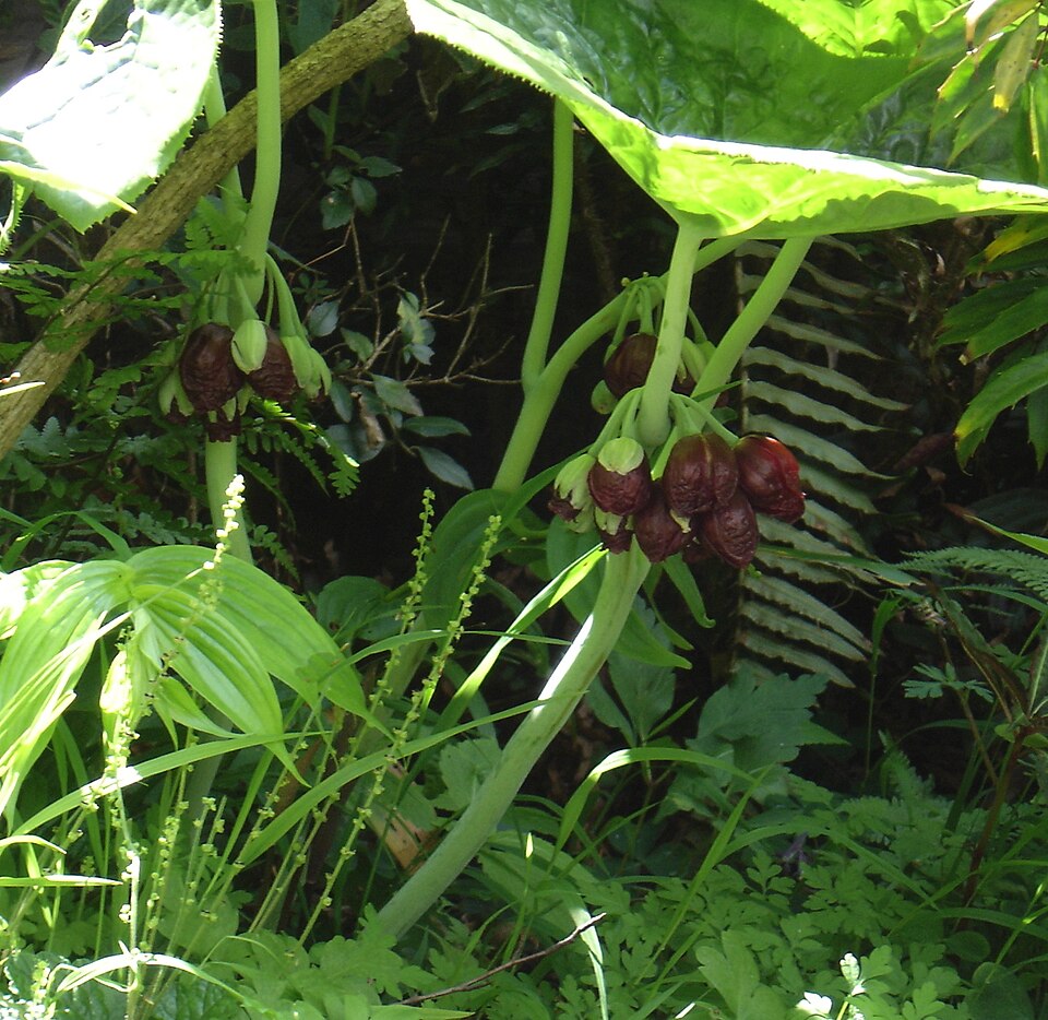 Podophyllum pleianthum (Chinese mayapple) (alternate view 2)