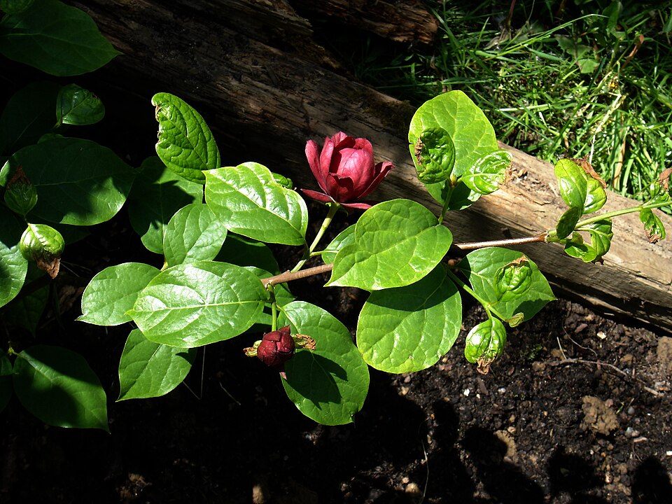 Calycanthus × raulstonii (Raulston's allspice) (alternate view 7)