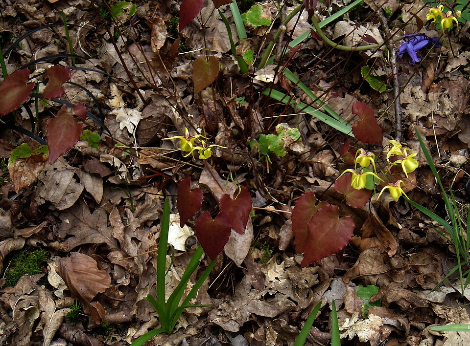 Epimedium davidii (David's Barrenwort)