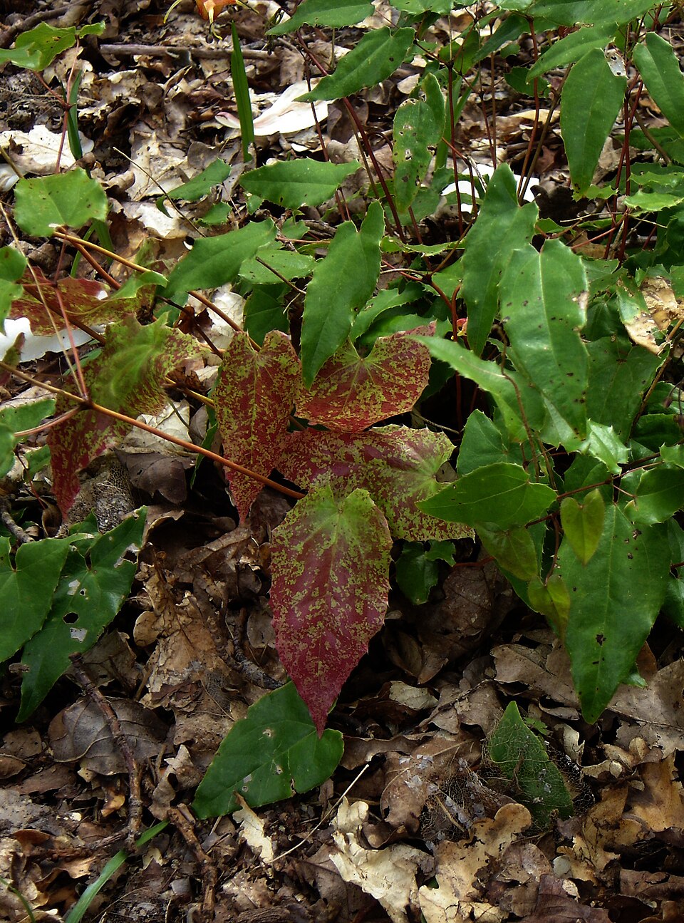 Epimedium 'Amber Queen'
