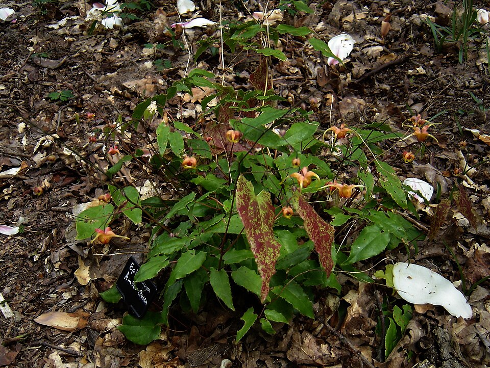 Epimedium 'Amber Queen' (alternate view 2)