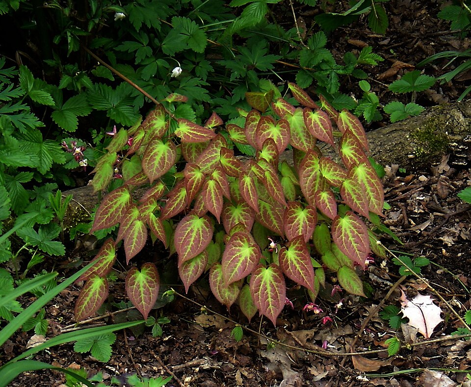 Epimedium x rubrum (alternate view 10)