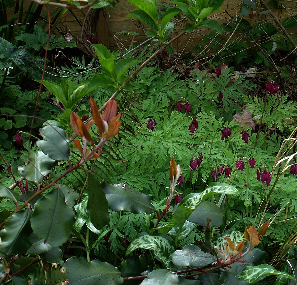 Dicentra formosa 'Bacchanal' (Bacchanal Bleeding Heart) (alternate view 3)