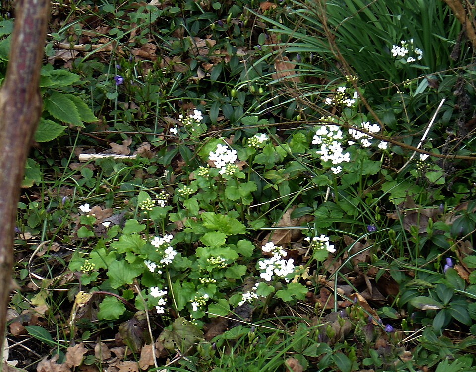 Pachyphragma macrophyllum (giant spring brassica) (alternate view 9)