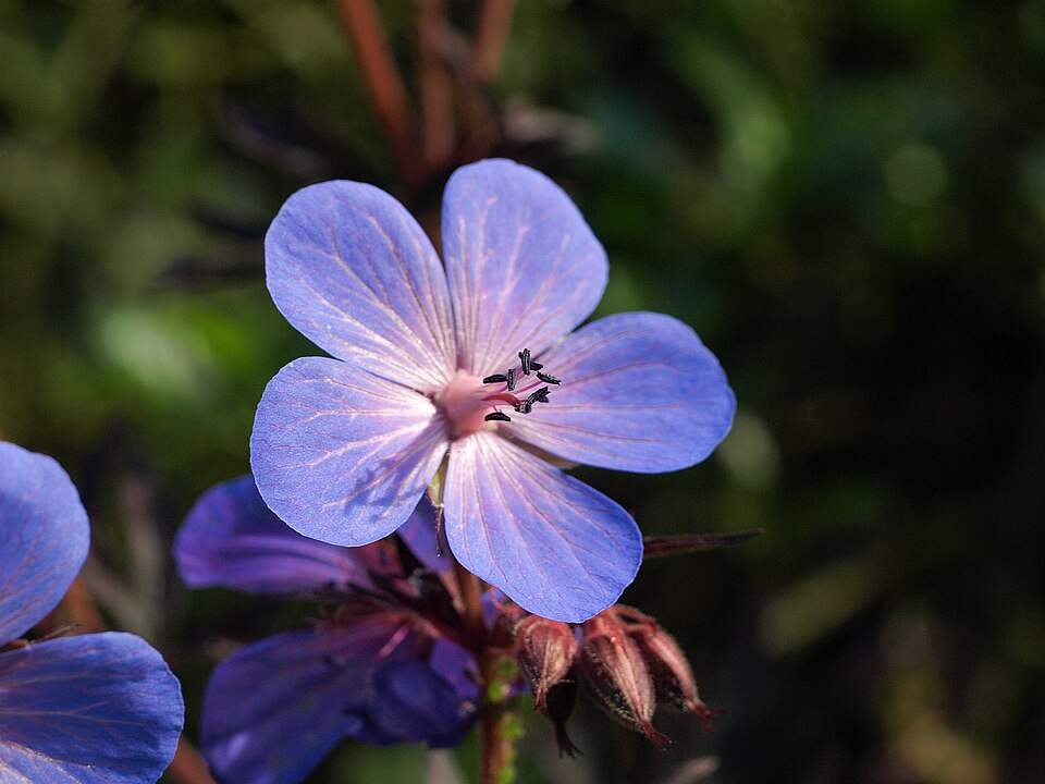 Geranium 'Johnson's Blue' (Johnson's Blue Geranium) (alternate view 4)