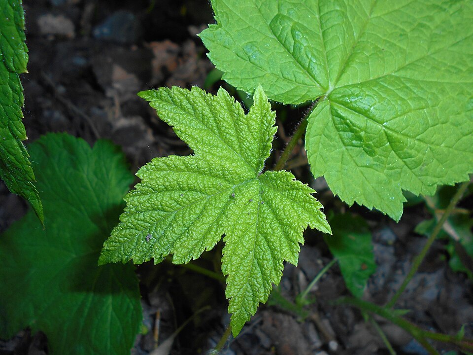 Rubus odoratus (purple-flowered raspberry)
