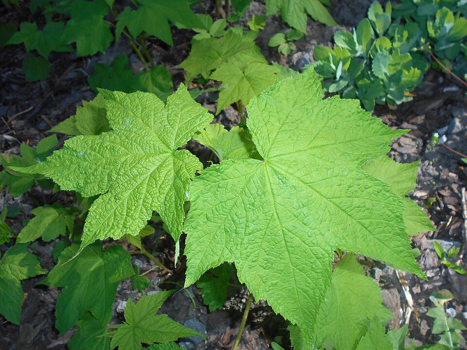 Rubus odoratus (purple-flowered raspberry)