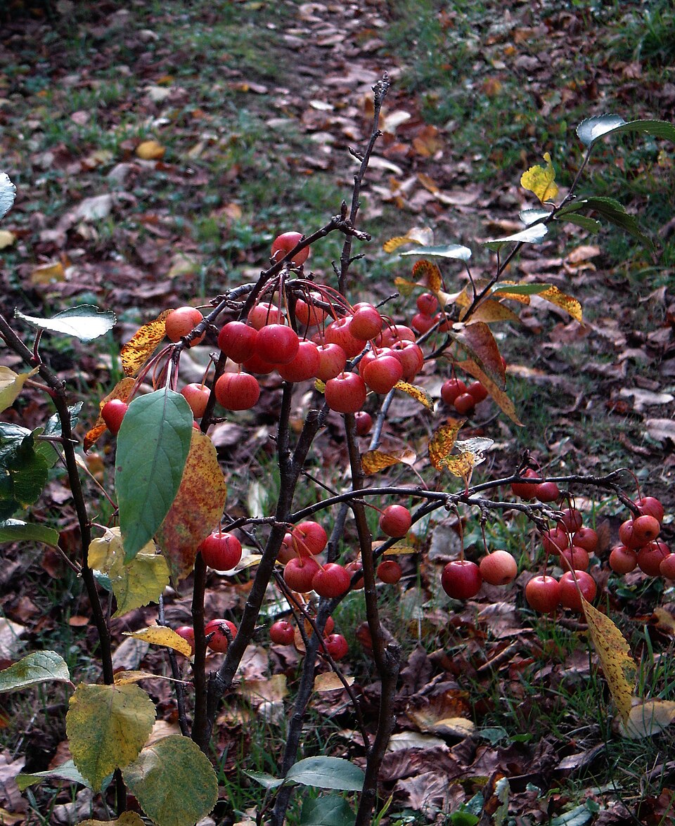 Malus 'Adirondack' (Adirondack Crabapple) (alternate view 2)