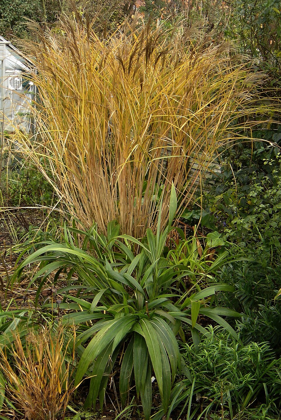 Hakonechloa macra (Hakone grass) (alternate view 7)