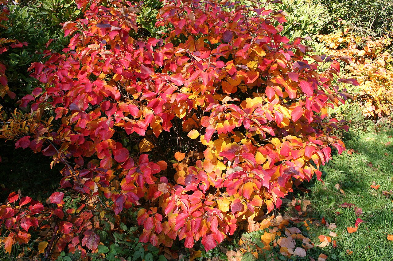 Fothergilla major, Large fothergilla — upright deciduous (Hamamelidaceae) (image 9 of 10)