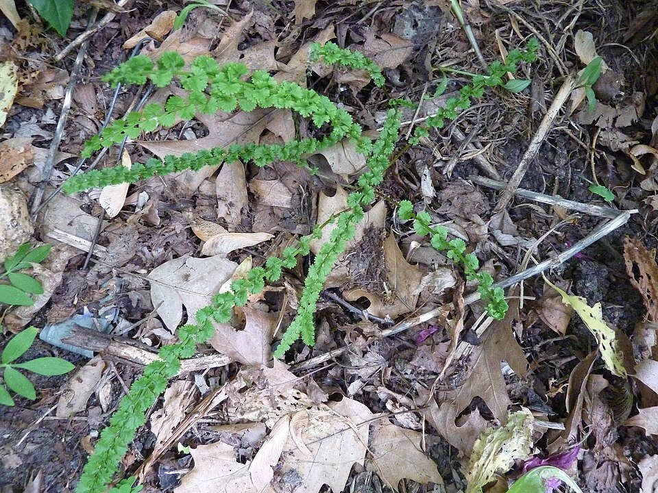 Athyrium filix-femina 'Frizelliae' (Tatting Fern) (alternate view 4)