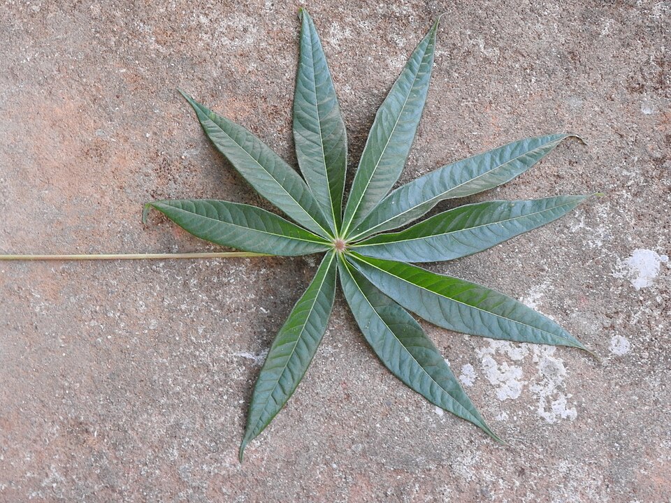 Schefflera (alternate view 2)