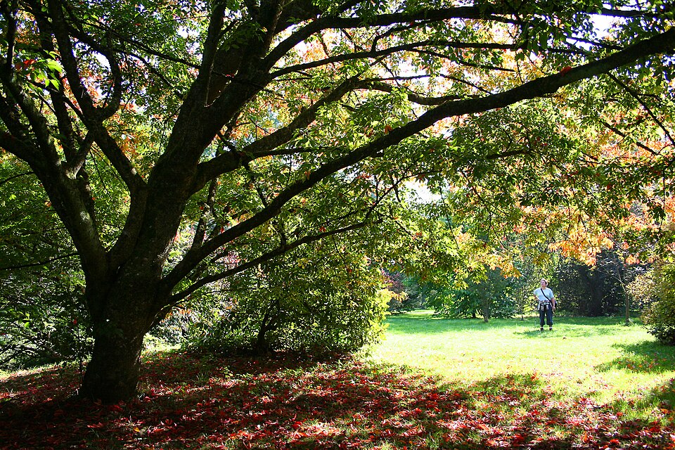 Acer cissifolium (Ivy-leaved Maple) (alternate view 8)