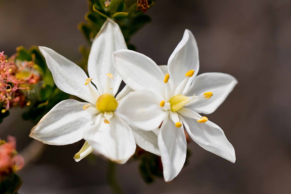 Burchardia congesta (Milkmaids) (alternate view 3)