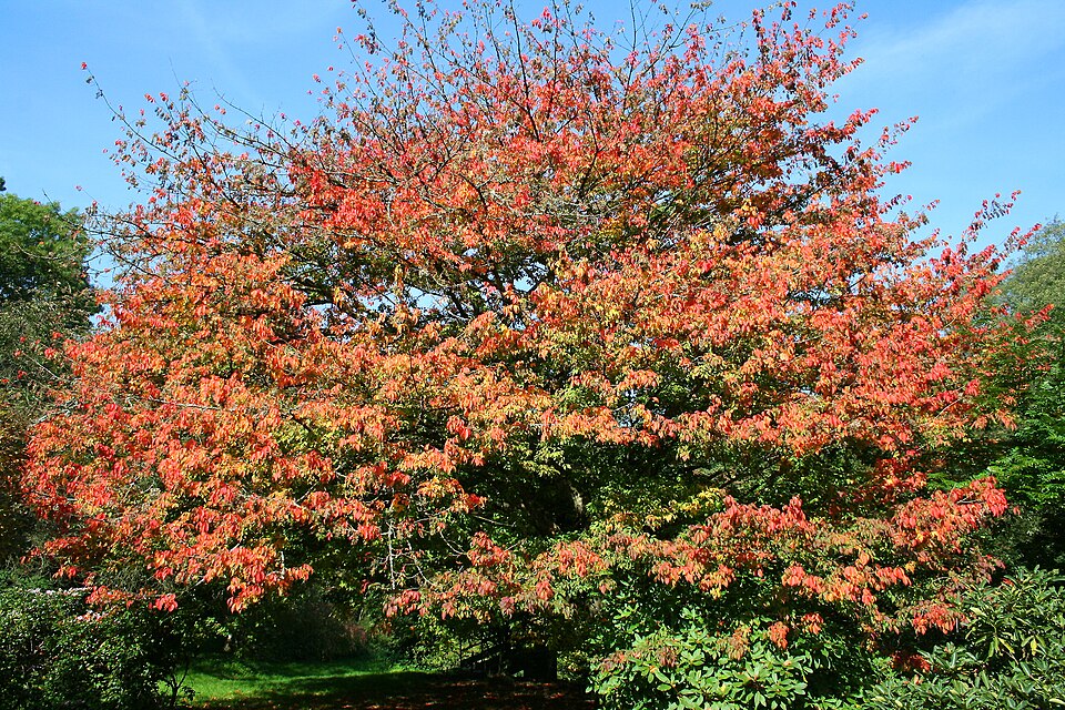 Acer cissifolium (Ivy-leaved Maple) (alternate view 9)