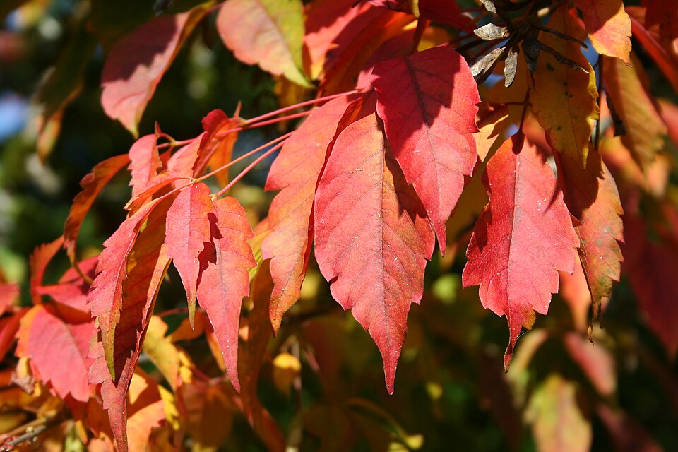 Acer cissifolium (Ivy-leaved Maple) (alternate view 10)