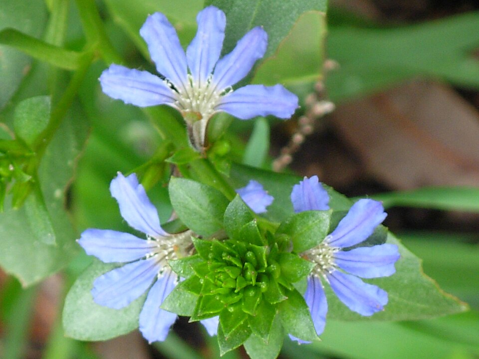 Scaevola crassifolia (Cushion Fanflower)