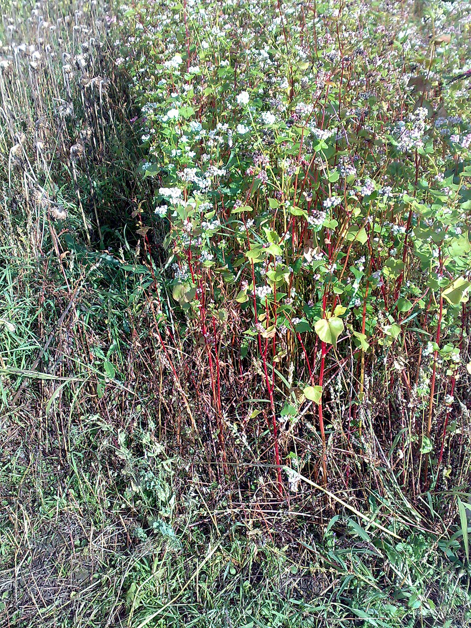 Fagopyrum esculentum (Common Buckwheat)
