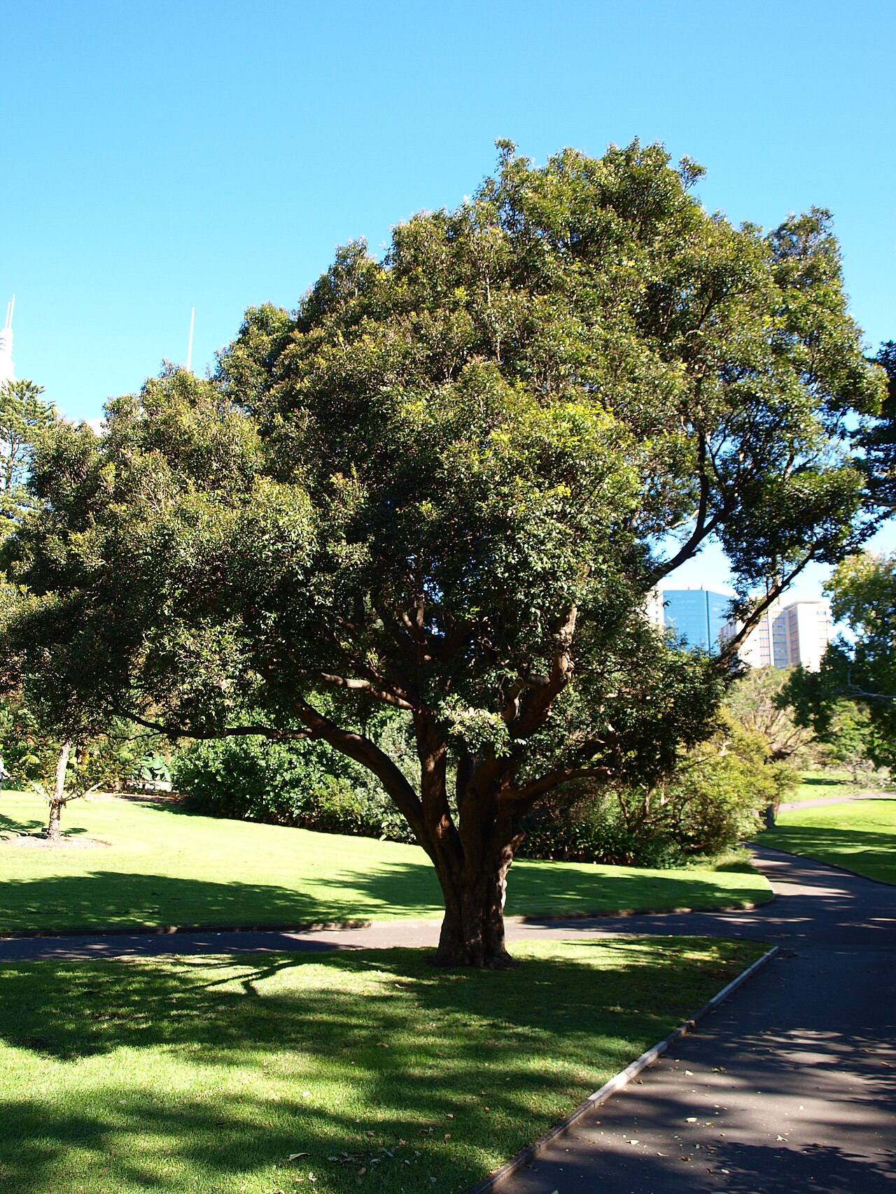 Syzygium luehmannii, Riberry — upright evergreen (Myrtaceae) (image 7 of 10)