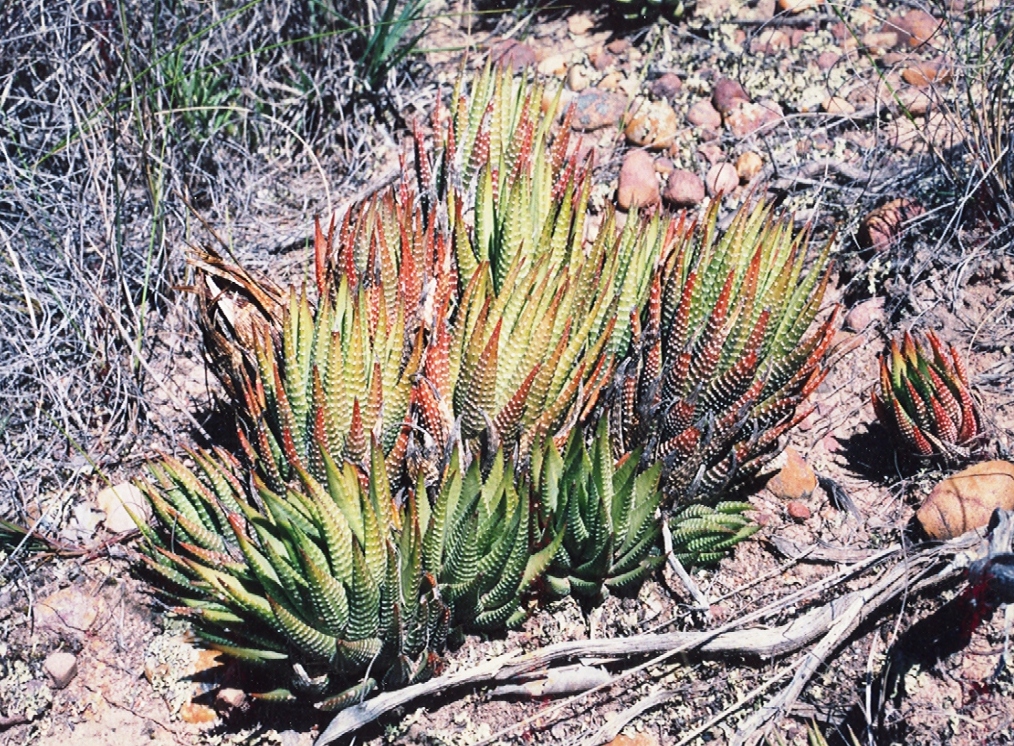 Haworthia fasciata (Zebra Plant)