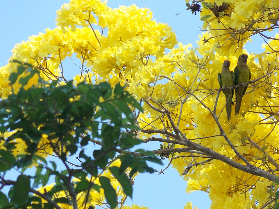 Tabebuia (Trumpet trees)