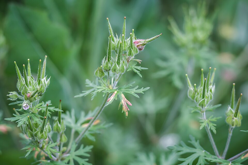 Geranium carolinianum (Carolina crane's-bill)