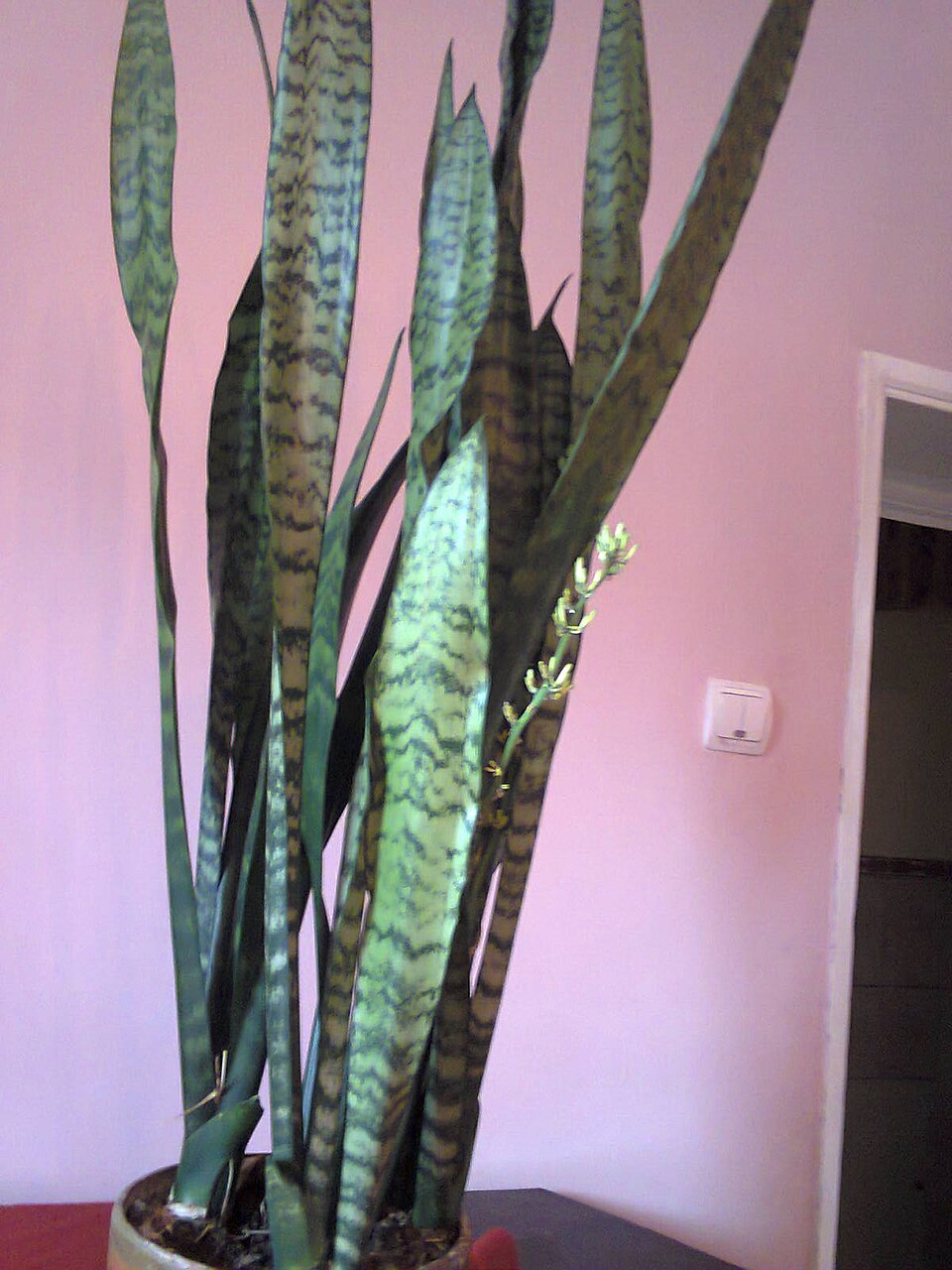 Dracaena trifasciata, Snake plant — clumping evergreen (Asparagaceae) (image 2 of 8)