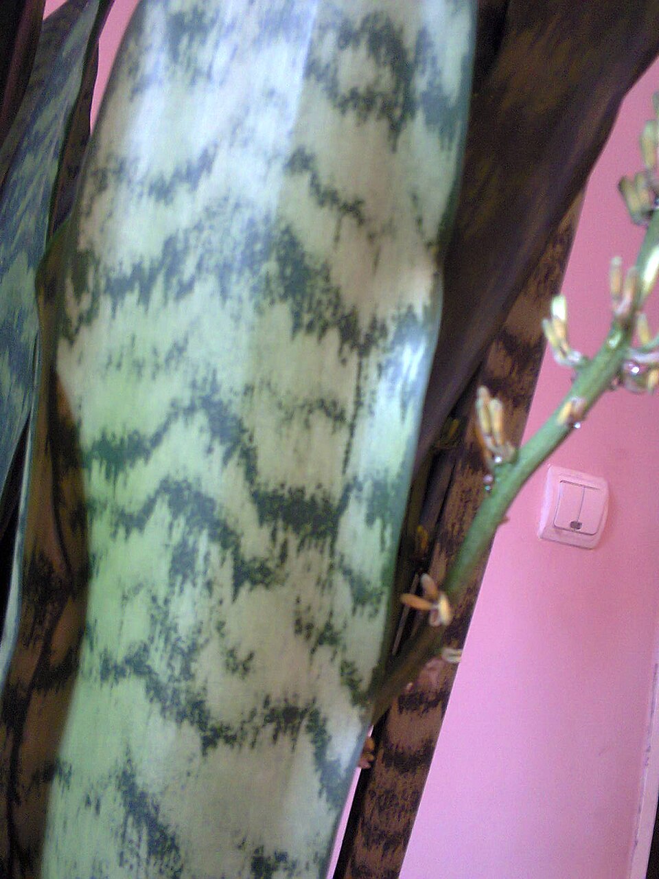 Dracaena trifasciata, Snake plant — clumping evergreen (Asparagaceae) (image 3 of 8)