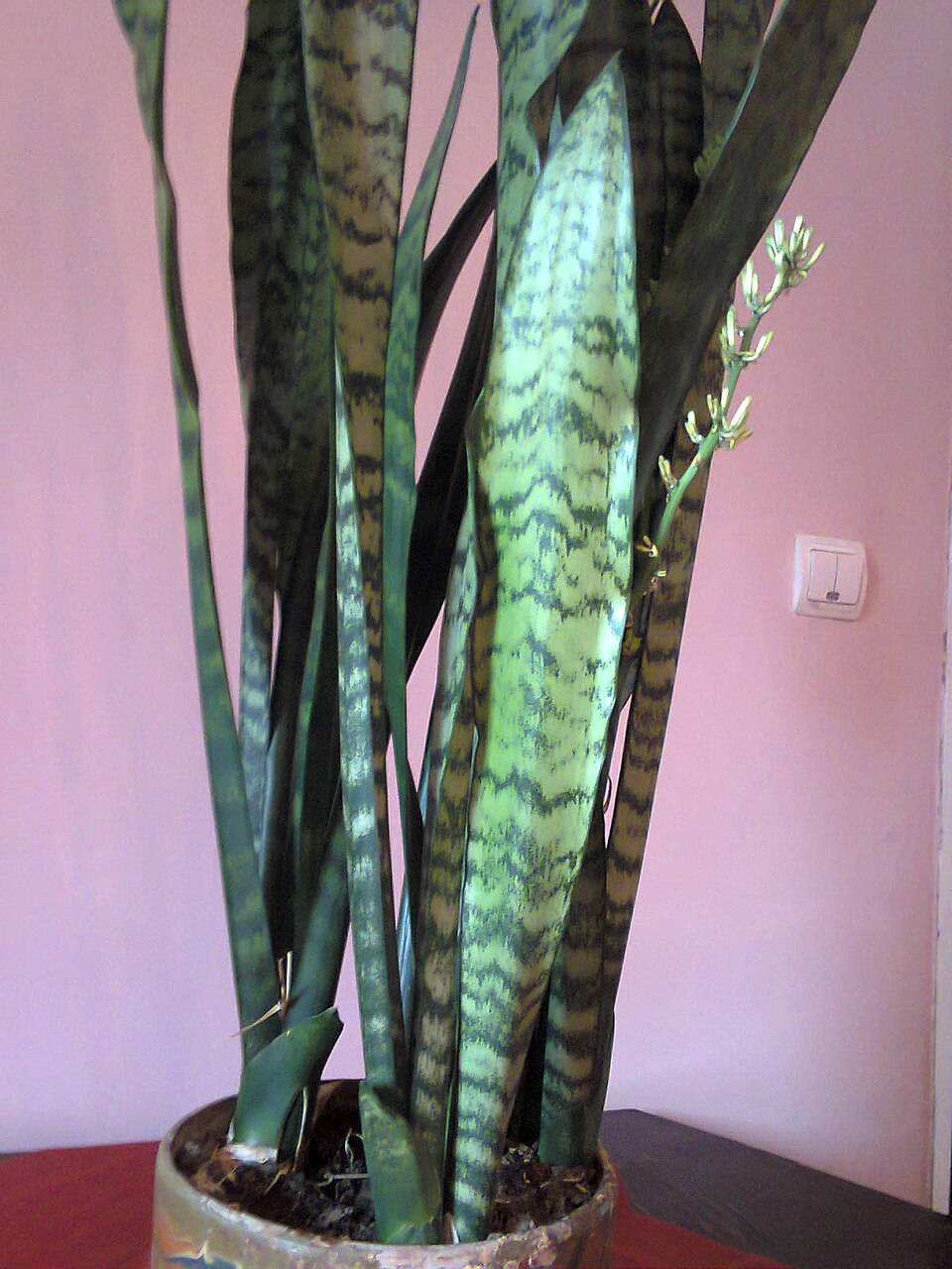 Dracaena trifasciata, Snake plant — clumping evergreen (Asparagaceae) (image 4 of 8)