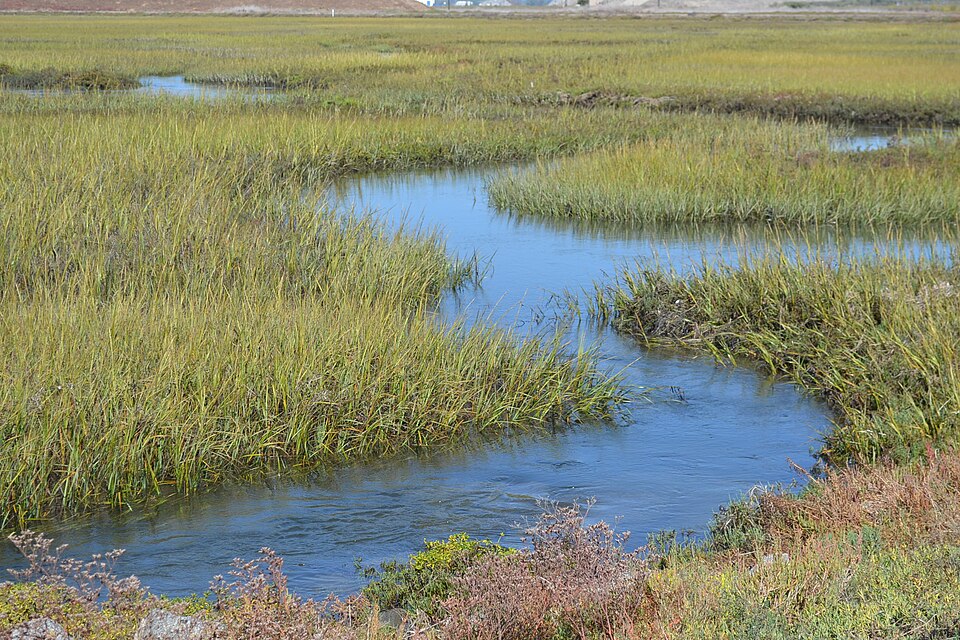 Sporobolus (dropseeds, cordgrasses, and sandreeds) (alternate view 7)