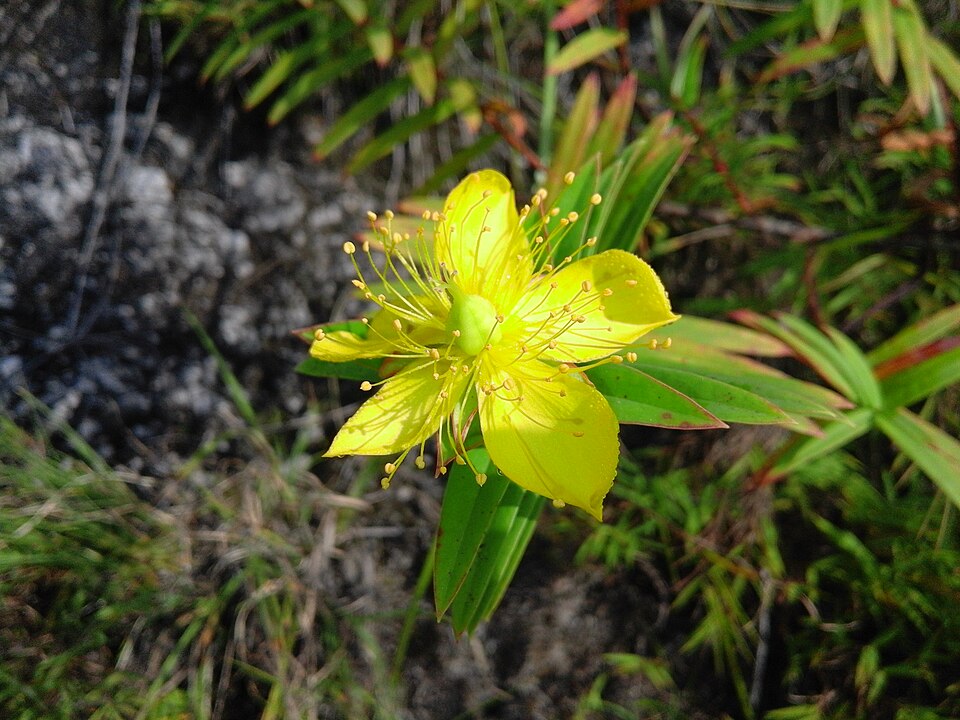 Hypericum (St. John's worts) (alternate view 12)
