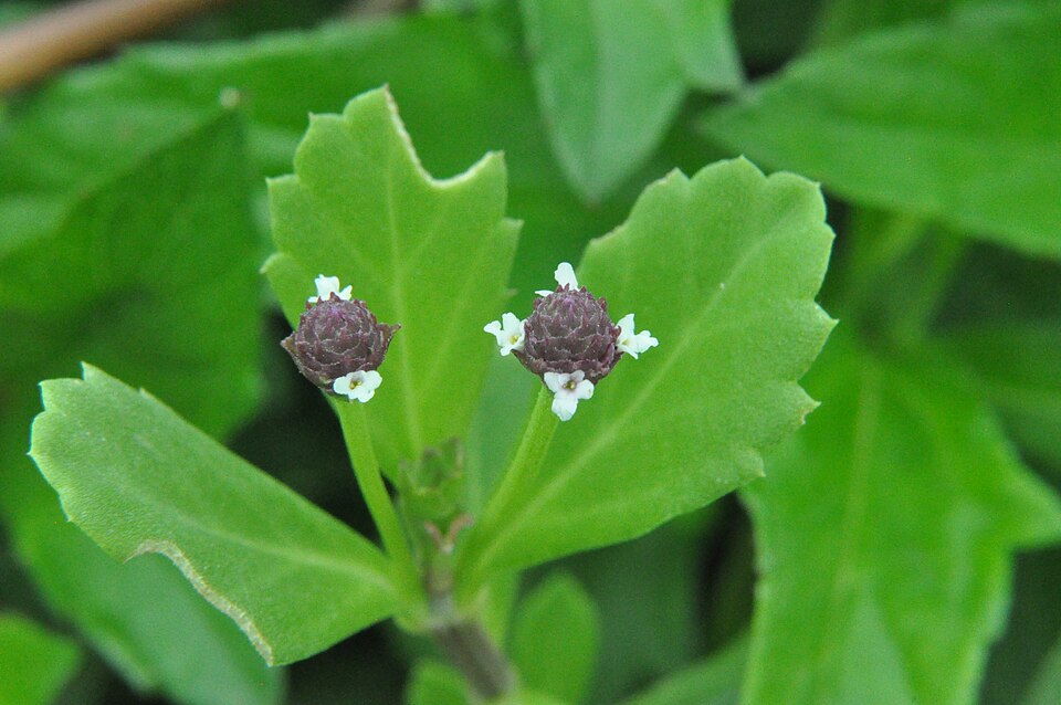 Phyla (frogfruits)