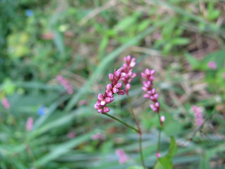Persicaria longiseta (low smartweed)