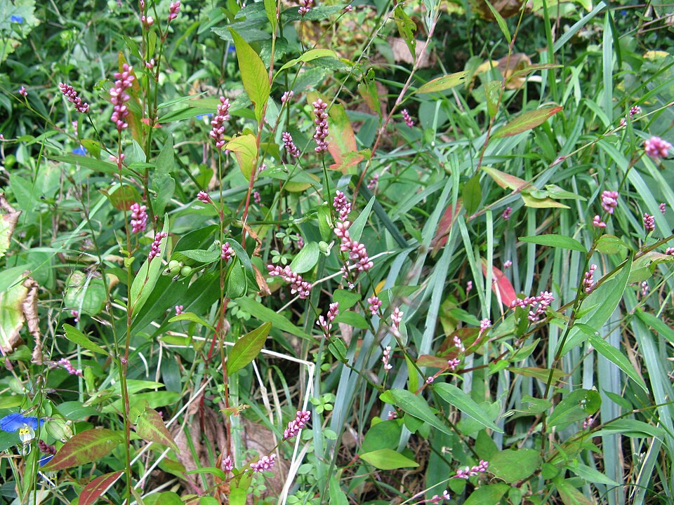 Persicaria longiseta (low smartweed)