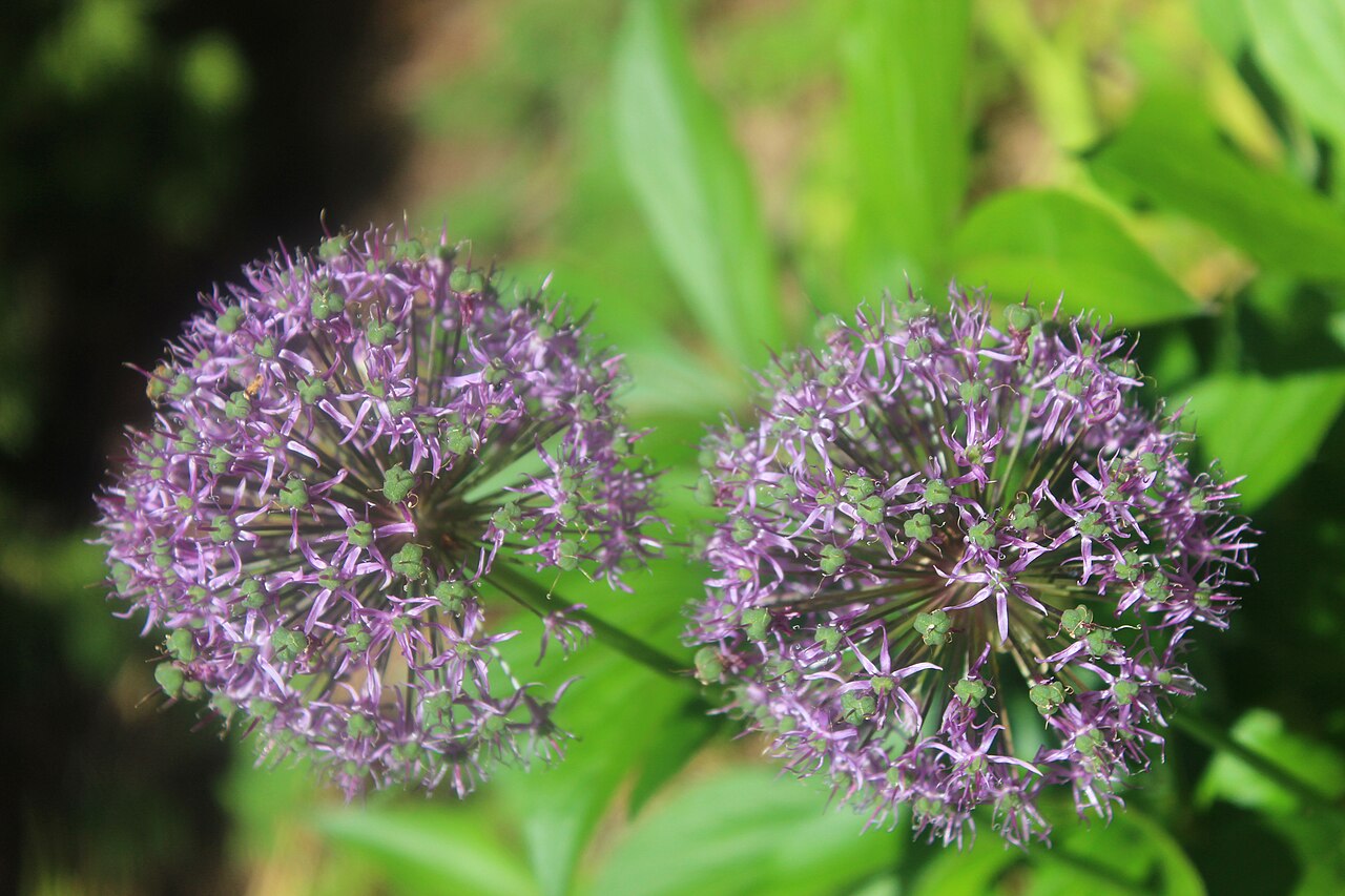 Allium hollandicum, Purple sensation ornamental onion — upright deciduous (Amaryllidaceae) (image 1 of 10)