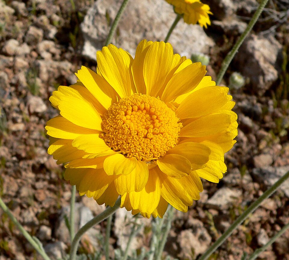 Baileya multiradiata (Desert Marigold) (alternate view 10)