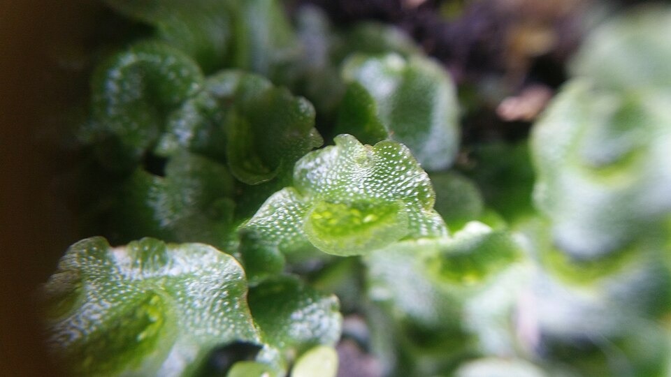 Lunularia cruciata (Crescent-cup liverwort)