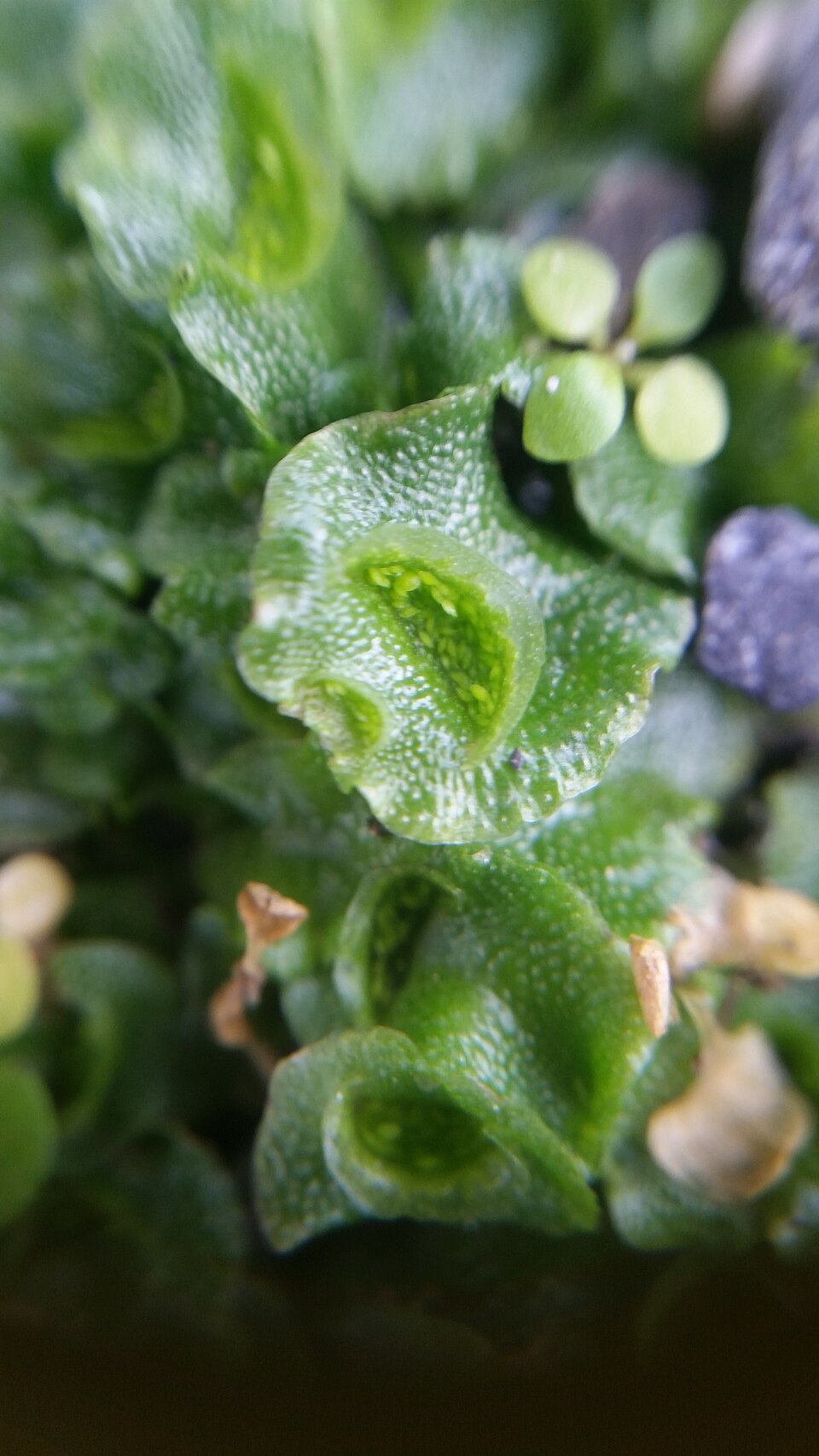 Lunularia cruciata (Crescent-cup liverwort)
