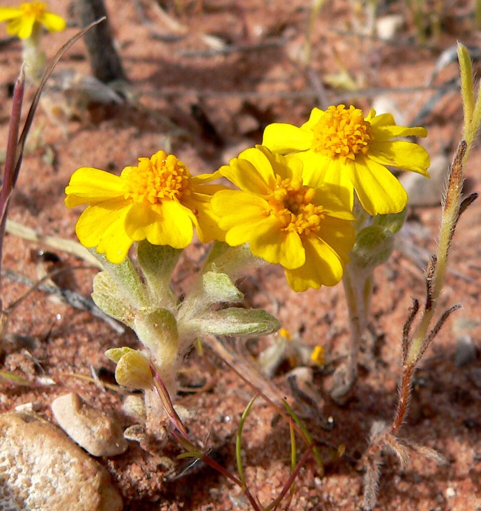 Eriophyllum wallacei (Wallace's woollydaisy) (alternate view 7)