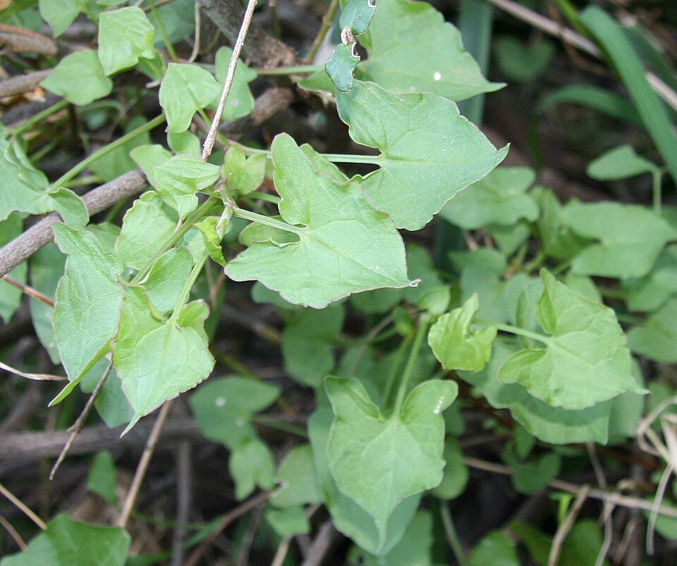 Rumex sagittatus (Climbing dock) (alternate view 6)
