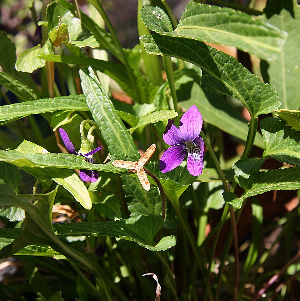 Viola betonicifolia (Mountain Violet) (alternate view 6)
