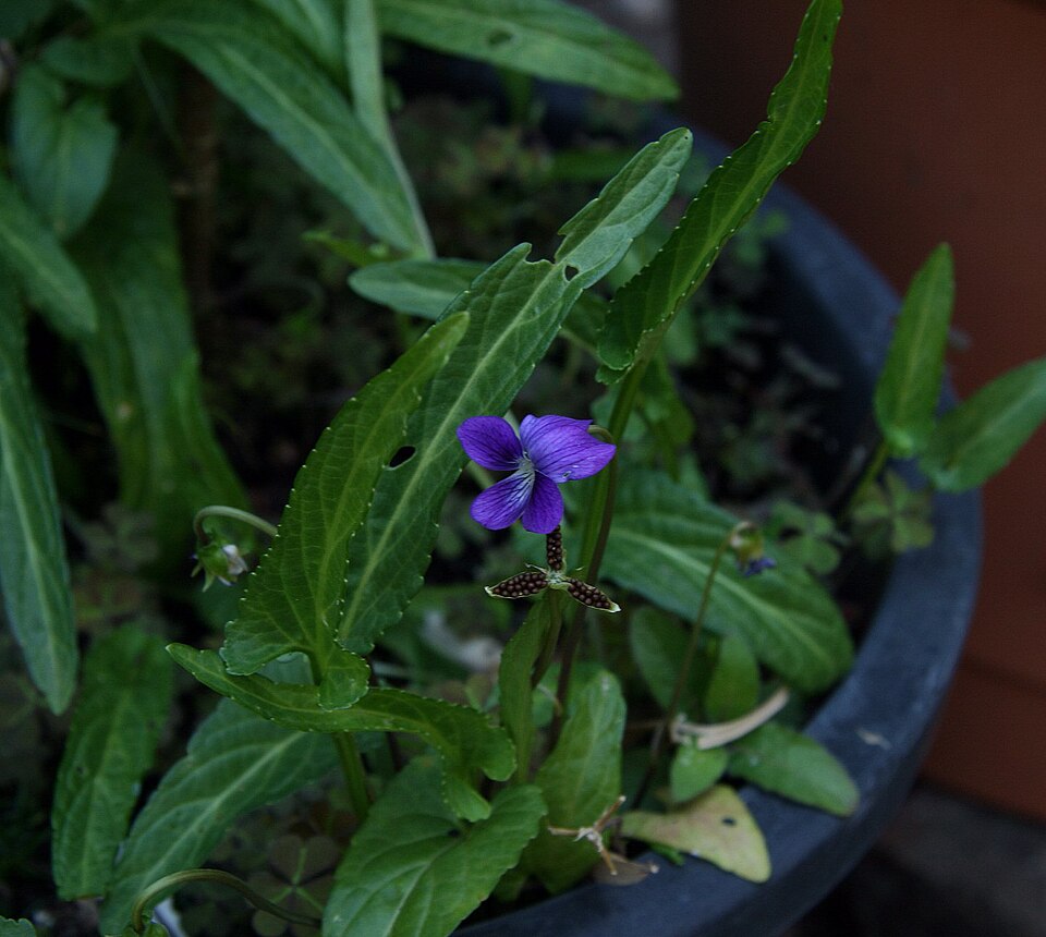 Viola betonicifolia (Mountain Violet) (alternate view 7)
