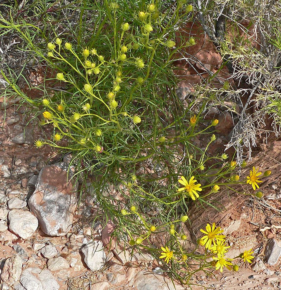 Senecio flaccidus (threadleaf groundsel) (alternate view 6)