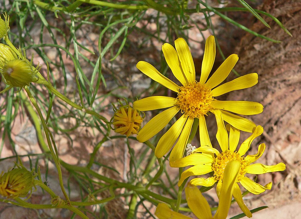 Senecio flaccidus (threadleaf groundsel) (alternate view 7)