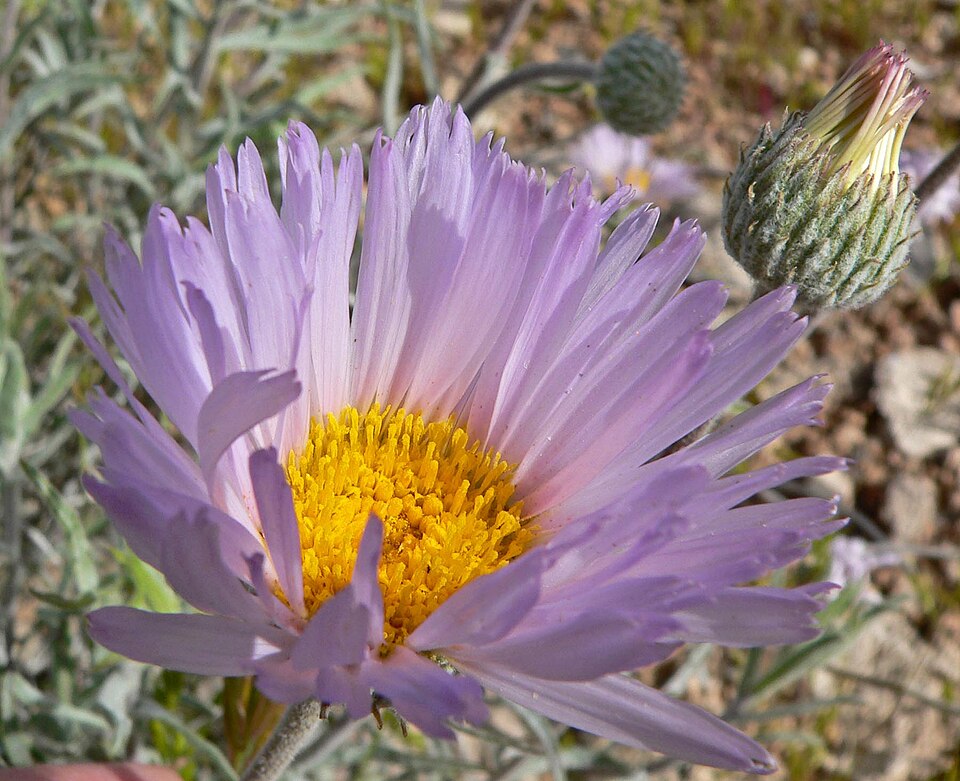 Xylorhiza tortifolia (Mojave Woodyaster) (alternate view 4)