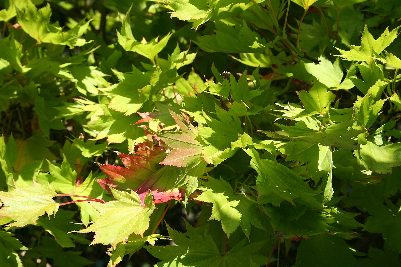 Acer shirasawanum, Shirasawa maple — upright deciduous (Sapindaceae) (image 4 of 10)