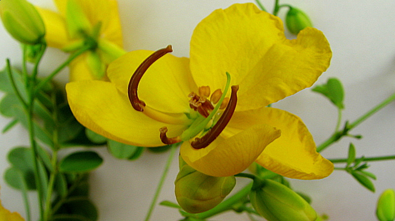 Senna pendula (Christmas Senna) (alternate view 8)